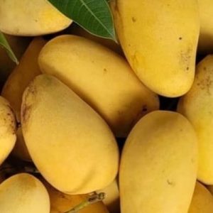 কাটিমন আম ২০ কেজি