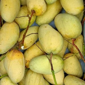 গৌরবতী 10 কেজি