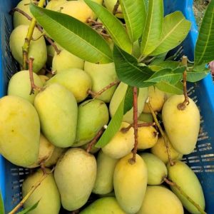 গৌরবতী ২০কেজি