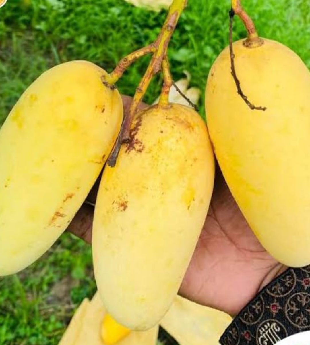 WhatsApp-Image-2025-08-17-at-12.36.55_f959e9f3-1