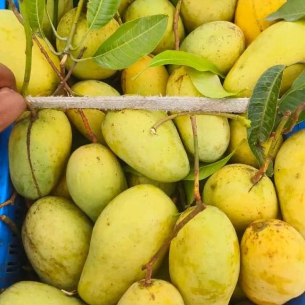 WhatsApp-Image-2025-10-22-at-10.26.25_6e623b46-575x1024